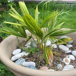 Plants For Sale With Pots 