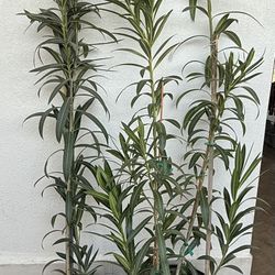 White Oleandres I’m 5 Gallon 4 1/2 The Tall $30 Each Price Firm 
