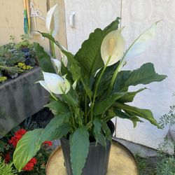 Indoor Plant