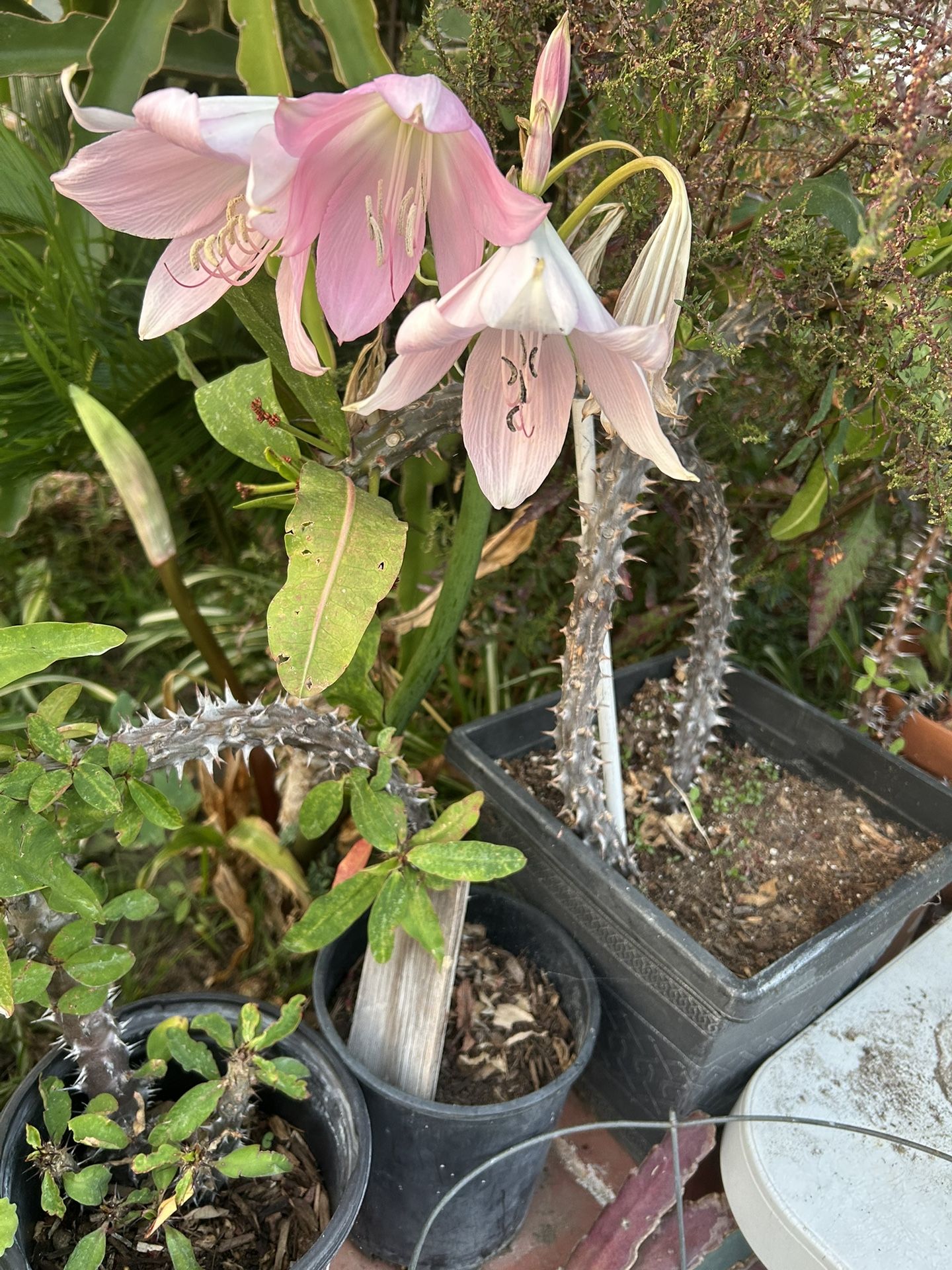 Una Succulents