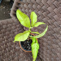 Syngonium Angustatum Lemon Lime 