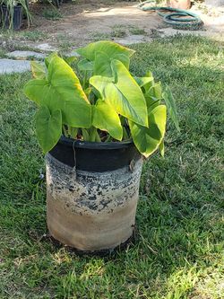 Plant