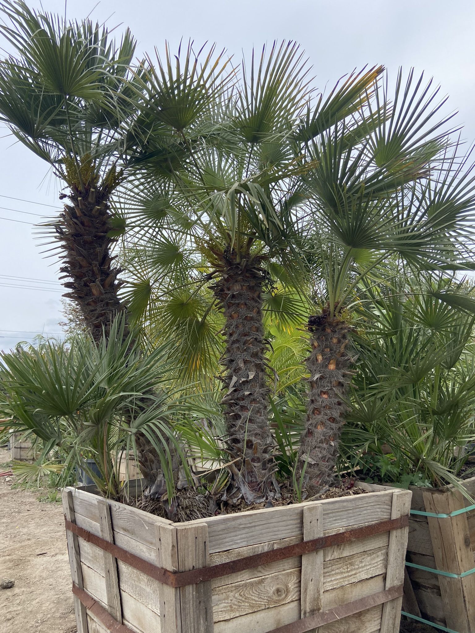 Palm Trees Mediterranean Fan Palm