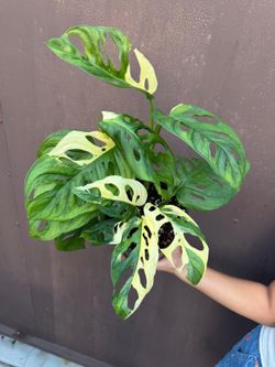 6” monstera adansonii tricolor with 3 plants