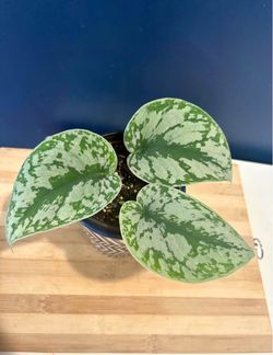 Scindapsus Pictus Exotica in Decorative Mug