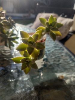 Ghost Plant In Glass Jar