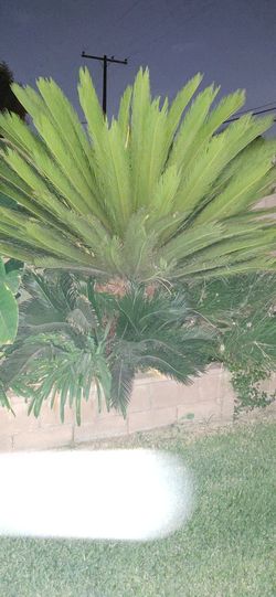 Sego palms