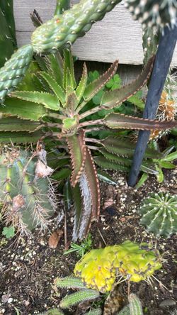 Planta para remedio diferentes tamaños de 2 de a dólar o de cinco