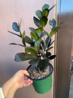 Zz oscura indoor plants