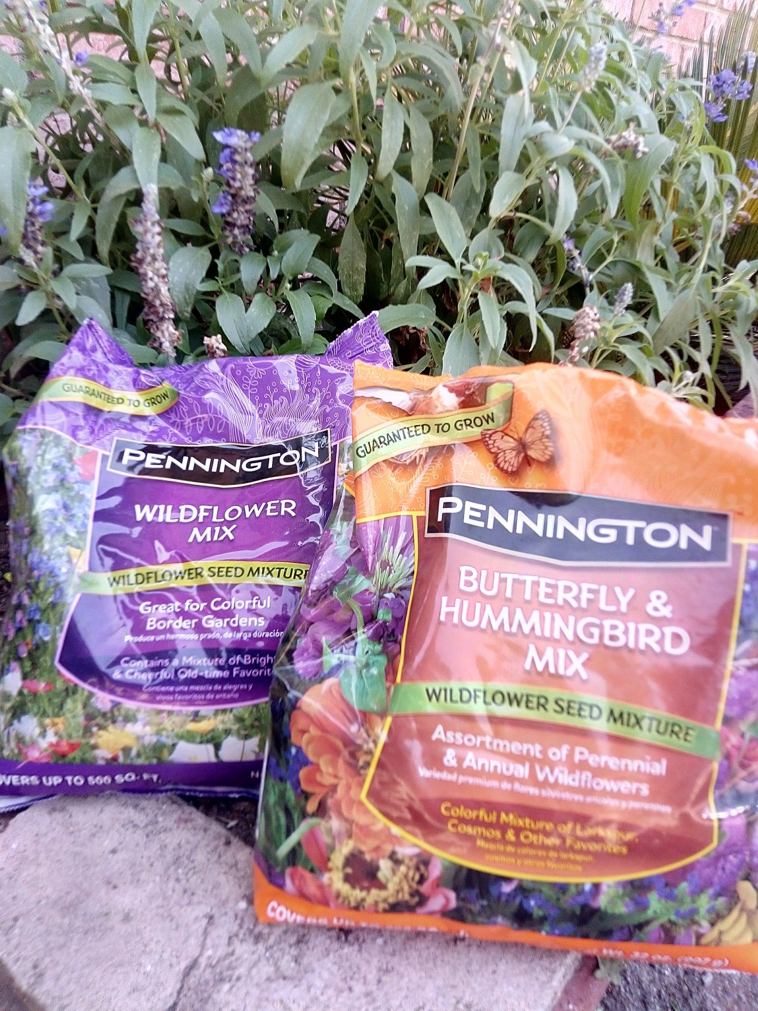 Pennington s Wildflower Mix