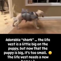 Dog Life Vest  – Shark Design 