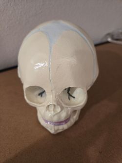 Skull model