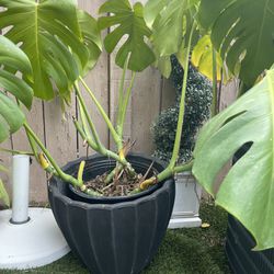 Large Plant For Sale 