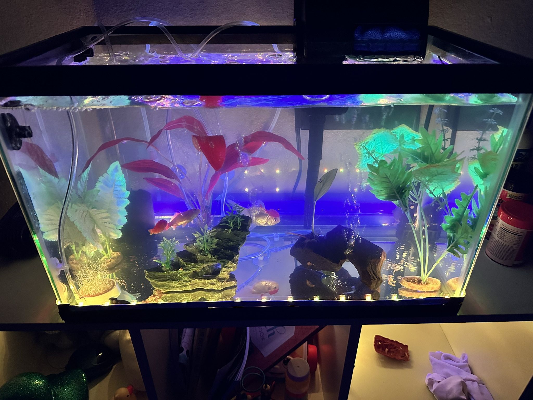 Aquarium Starter Kit