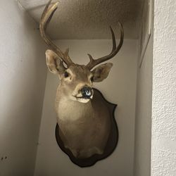 Deer Head / Looking Right Direction, Beauty!!!