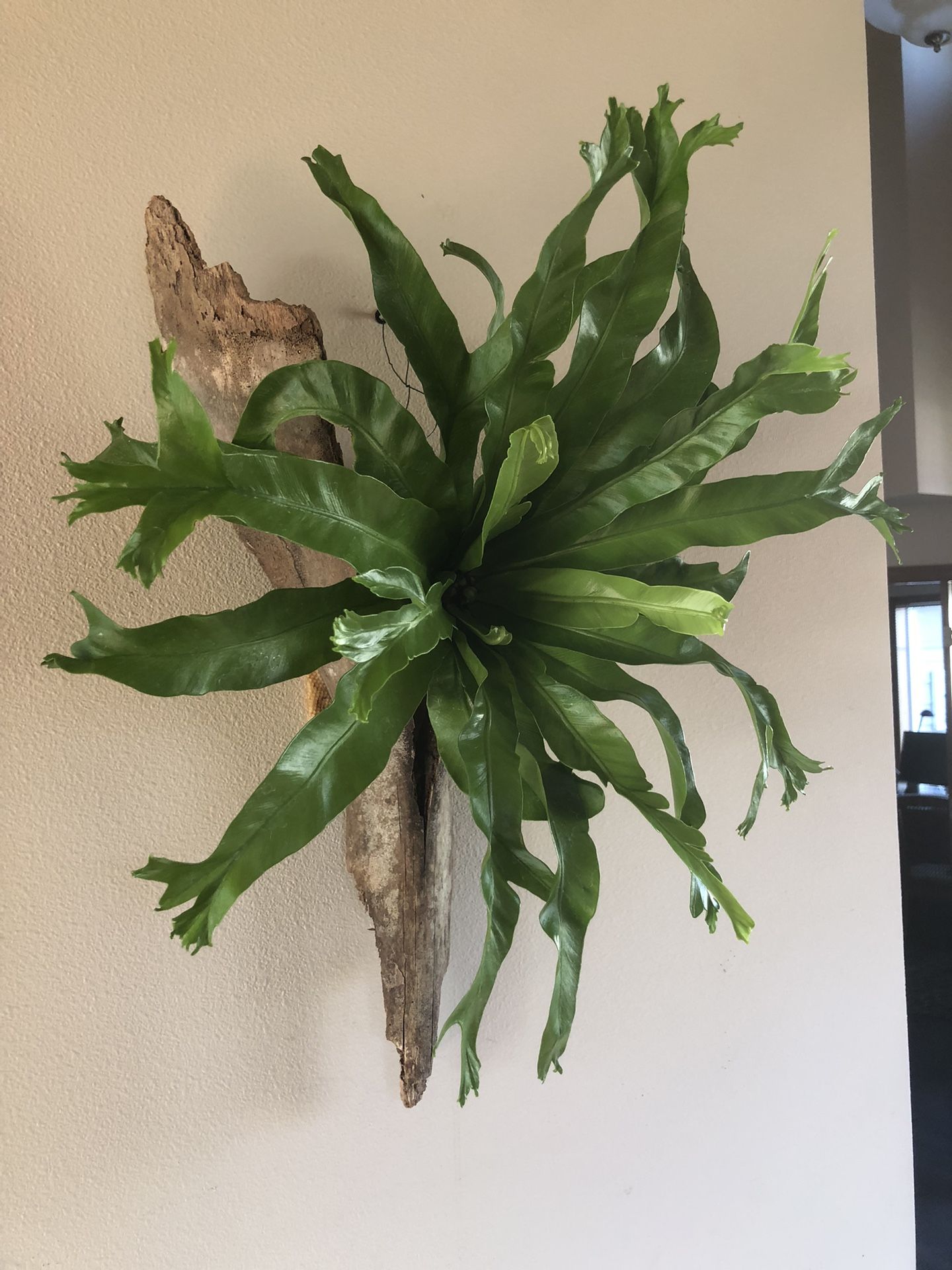 Wall Mounted Birds Nest Fern Etc