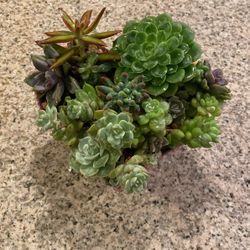 Succulents Arrangement