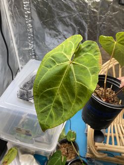 Anthurium Besseae X Magnificum for Sale in Fresno, CA - OfferUp