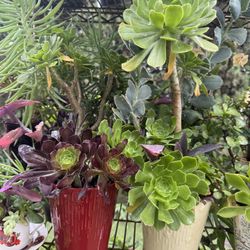 Beautiful Succulent Arrangement 