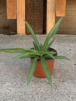 Spider plant babies