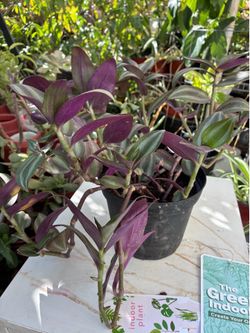 Lilac Wandering Jew