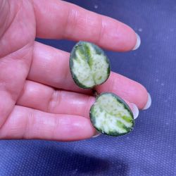 Hoya Mathilde Variegated 