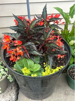 Beautiful plant w/pot