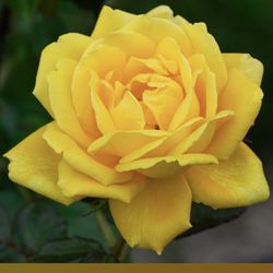 Tea Hybrid Rose 