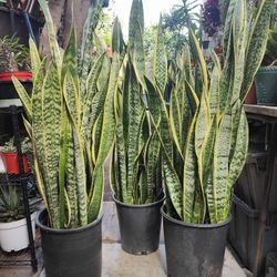 Snake Plants