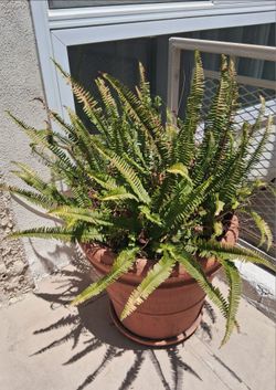 Plants
