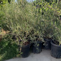 Olive Trees In 15 Gallon 36$ Each