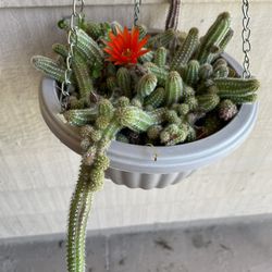 Peanut Cactus Hanging Plant 