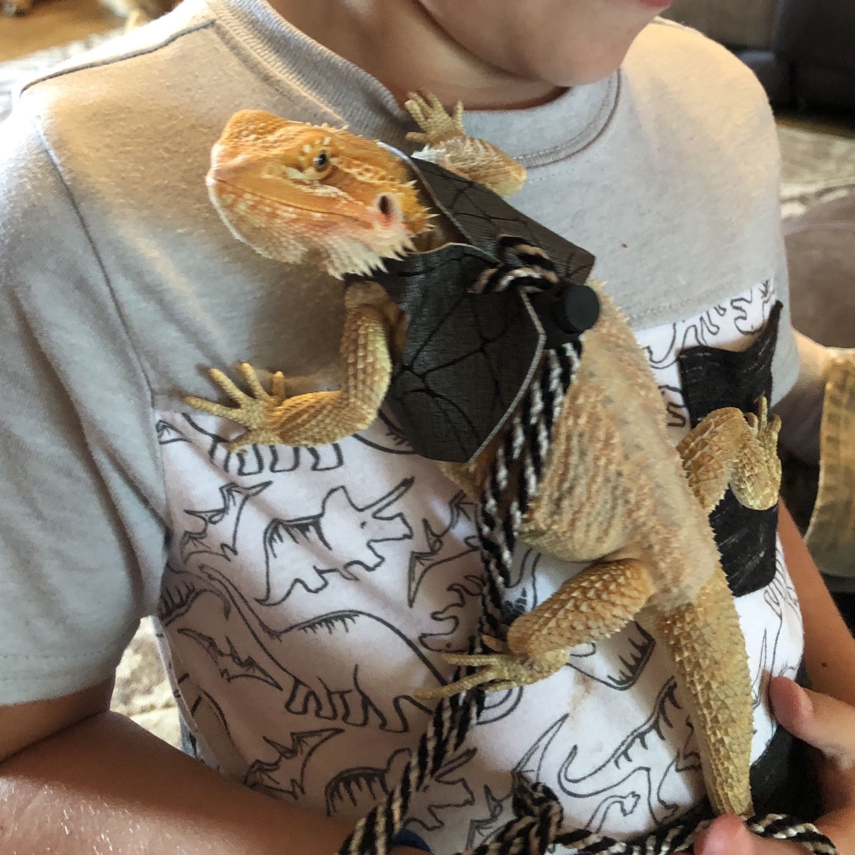 Full grown bearded dragon