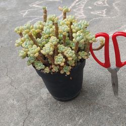 succulent plants