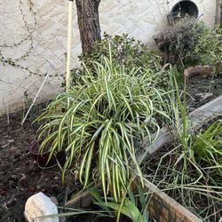 Big Spider Plant $25