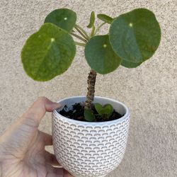 Pilea Plant With Pot