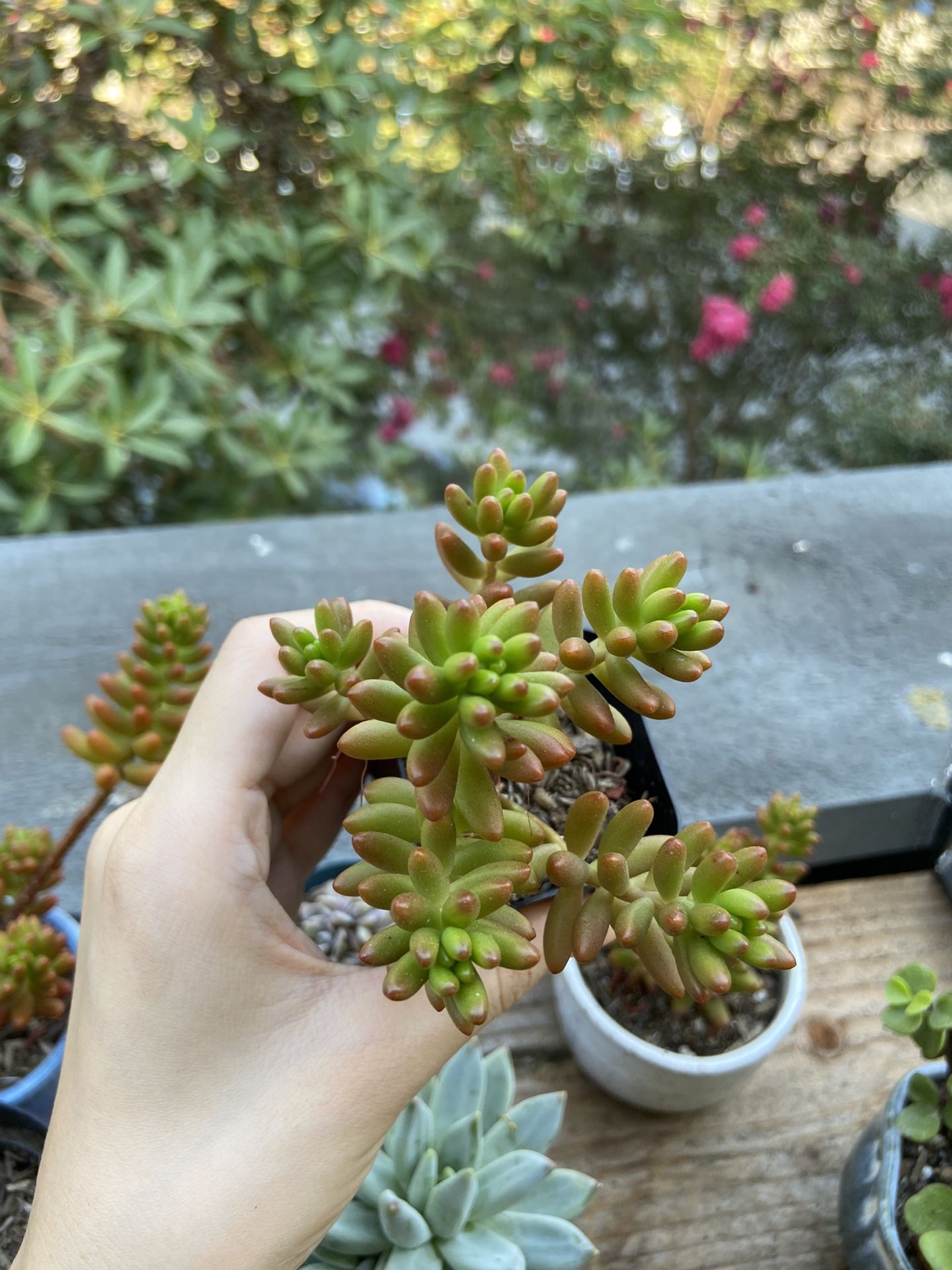 Succulent jelly bean