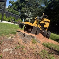 Stumps Grinding Molemos Troncos Y Raises 