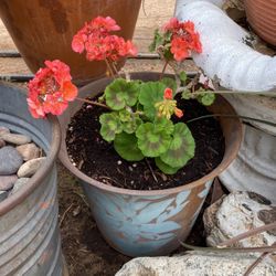 Malva Color Salmon