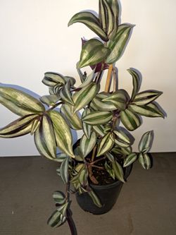 Tradescantia
