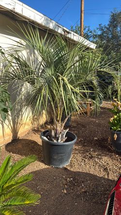 Pindo Palm