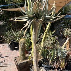 Aloe Dichotoma 