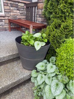 Set of 4 Large Outdoor Planters with Established Perennials (Hydrangeas & Brunnera)