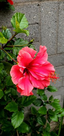 #32 Dark pink Hibiscus Plant 5gal