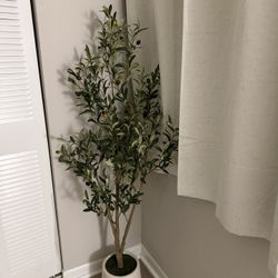 5ft Olive Tree