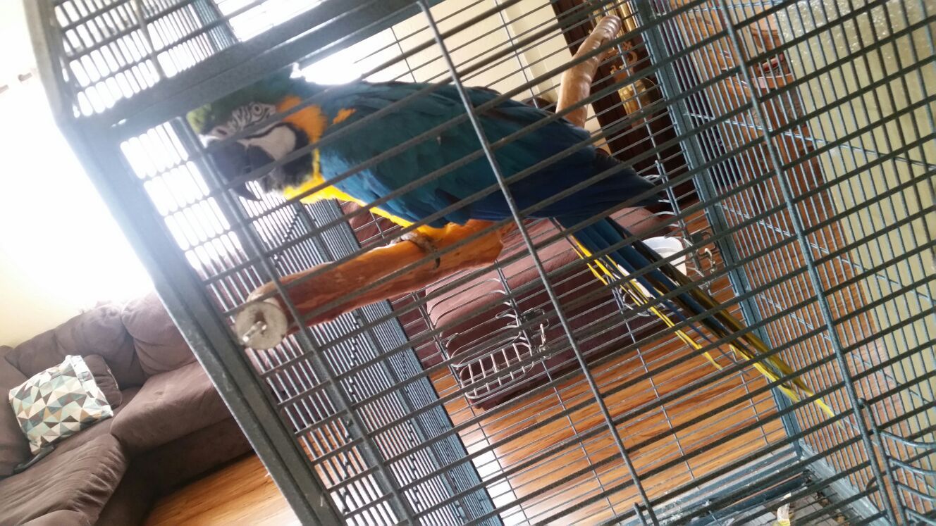 Blue macaw parrot