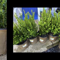 BOXWOOD PLANTS 
