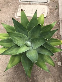 Desert Plants