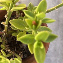 Sunny   Rose   Plant