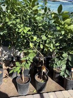  A él Orange 🍊 Trees 4F They already have fruit if they have a lot of flowers. $55 Each Price Firm 